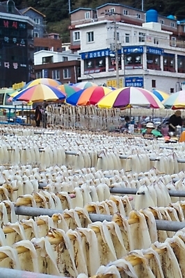 포토 JPG 주간 바다 섬 자연 생물 건조 풍경 사람없음 야외 건물 항구 파라솔 오징어 어촌 울릉도 도동항 선박 국내포토 자연요소 건축물 수상교통 교통시설 연체동물 수중동물 시골 경상북도 생태계 파일형식
