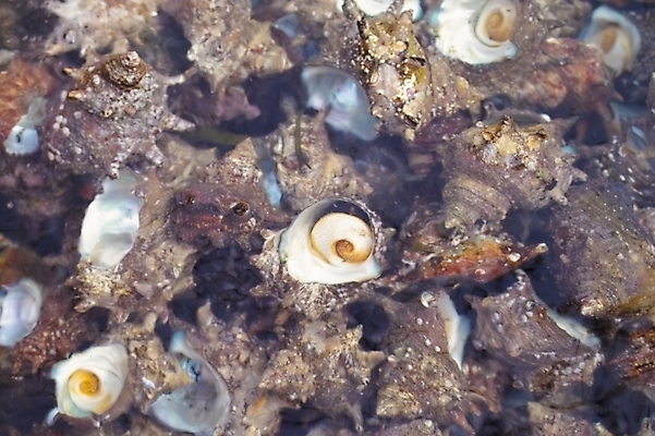 포토 JPG 주간 바다 자연 어패류 연체동물 사람없음 물 소라 해산물 울릉도 뿔소라 국내포토 자연요소 동물 섬 무척추동물 경상북도 생태계 파일형식