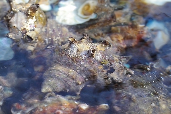 포토 JPG 주간 바다 자연 어패류 연체동물 사람없음 물 소라 해산물 울릉도 뿔소라 국내포토 자연요소 동물 섬 무척추동물 경상북도 생태계 파일형식