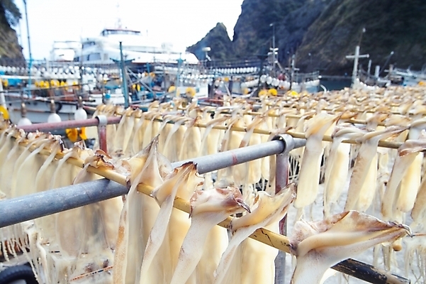 포토 JPG 시설물 현대건축 건축 음식 바다 자연 생물 건조 사람없음 항구 오징어 울릉도 건어물 말린오징어 선박 국내포토 건축물 섬 수상교통 교통시설 연체동물 수중동물 경상북도 생태계 파일형식 동물 교통수단 교통 무척추동물 경상도 시설 한국 아시아 나라