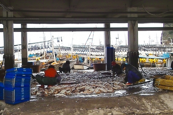 포토 JPG 여자 음식 바다 섬 자연 생물 어류 어업 사람 동양인 풍경 세명 시장 오징어 어촌 울릉도 수산시장 어시장 선박 여자만 국내포토 산업 수상교통 연체동물 인종 수중동물 시골 경상북도 생태계 파일형식