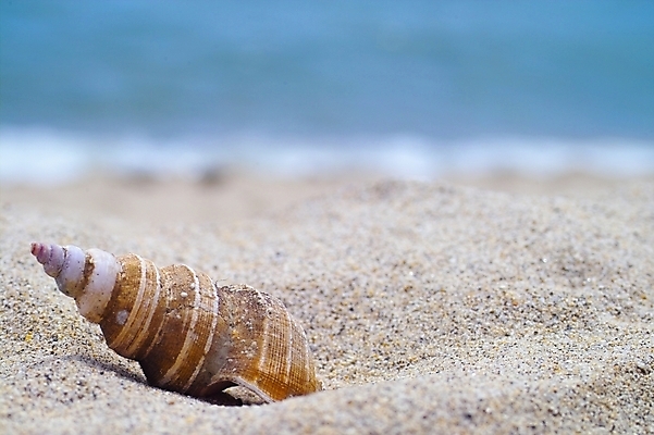포토 JPG 모래 자연 어패류 연체동물 사람없음 장식 모래사장 소라 오브젝트 국내포토 동물 바다 무척추동물 생태계 파일형식