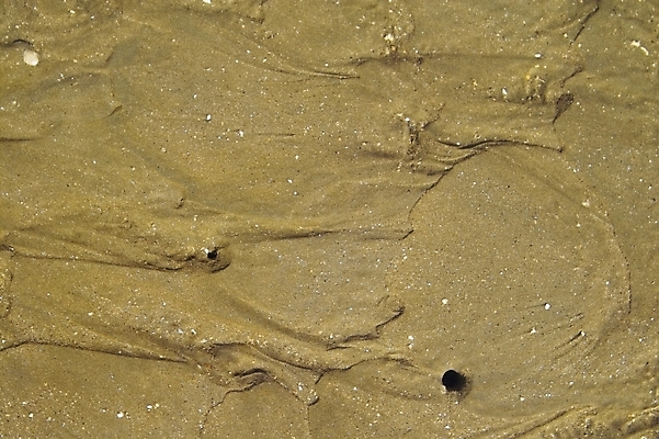 포토 JPG 주간 모래 바다 섬 배경화면 백그라운드 자연 풍경 해변 사람없음 야외 갯벌 제부도 화성시 국내포토 자연요소 생태계 경기도 화성_경기도 파일형식