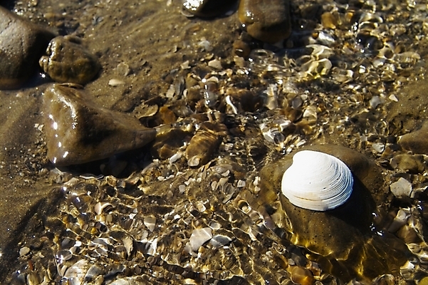 포토 JPG 주간 모래 바다 섬 백그라운드 자연 조개 풍경 해변 사람없음 야외 조약돌 갯벌 제부도 화성시 국내포토 자연요소 어패류 돌_바위 생태계 경기도 화성_경기도 파일형식