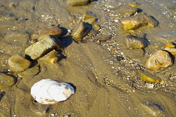 포토 JPG 주간 바다 섬 배경화면 백그라운드 자연 조개 풍경 해변 사람없음 야외 껍질 돌_바위 조약돌 조개껍데기 갯벌 제부도 화성시 국내포토 자연요소 어패류 생태계 경기도 화성_경기도 파일형식