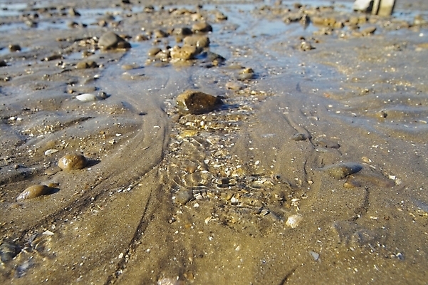 포토 JPG 주간 바다 섬 백그라운드 자연 풍경 해변 사람없음 야외 돌_바위 조약돌 갯벌 제부도 화성시 국내포토 자연요소 생태계 경기도 화성_경기도 파일형식