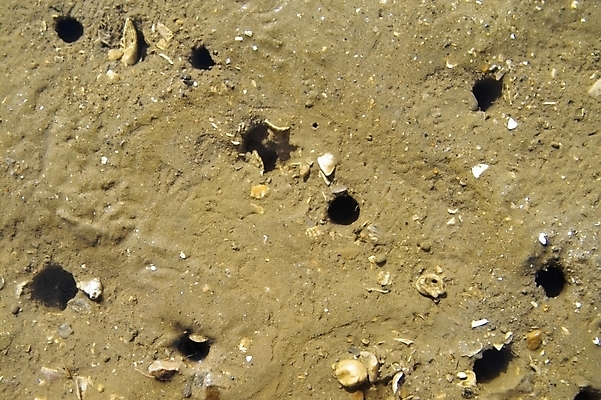 포토 JPG 주간 모래 바다 섬 배경화면 백그라운드 자연 풍경 해변 사람없음 야외 게 조약돌 구멍 갯벌 제부도 화성시 국내포토 자연요소 갑각류 돌_바위 생태계 경기도 화성_경기도 파일형식