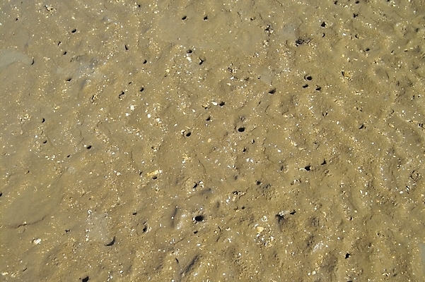 포토 JPG 주간 모래 바다 섬 백그라운드 자연 풍경 해변 사람없음 야외 게 조약돌 구멍 갯벌 제부도 화성시 국내포토 자연요소 갑각류 돌_바위 생태계 경기도 화성_경기도 파일형식