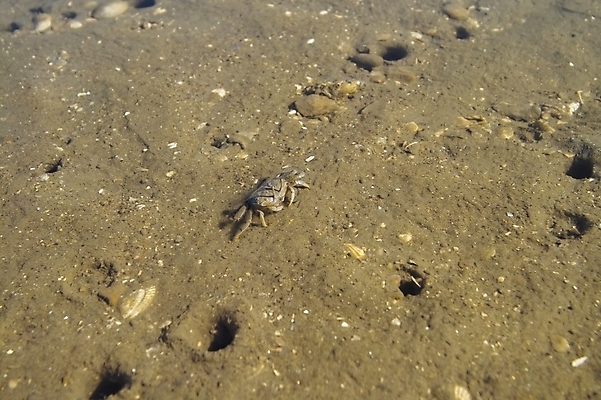 포토 JPG 주간 모래 바다 섬 백그라운드 자연 풍경 해변 사람없음 야외 게 조약돌 구멍 갯벌 바닷게 제부도 화성시 국내포토 자연요소 갑각류 돌_바위 생태계 경기도 화성_경기도 파일형식