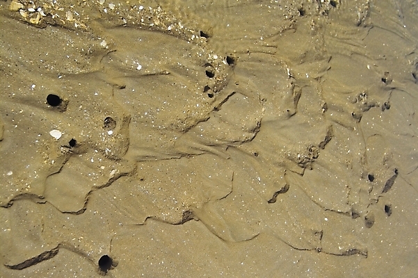 포토 JPG 주간 모래 바다 섬 백그라운드 자연 풍경 해변 사람없음 야외 게 조약돌 구멍 갯벌 제부도 화성시 국내포토 자연요소 갑각류 돌_바위 생태계 경기도 화성_경기도 파일형식