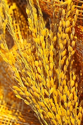 포토 JPG 스튜디오촬영 식물 음식 곡류 사람없음 농작물 바구니 농사 벼 쌀 시골 이삭 추분 나락 국내포토 농업 실내 절기 파일형식