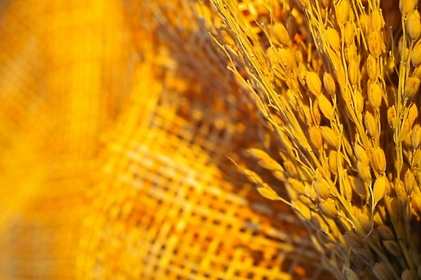 포토 JPG 스튜디오촬영 식물 음식 곡류 사람없음 농작물 바구니 농사 벼 쌀 시골 이삭 추분 나락 국내포토 농업 실내 절기 파일형식