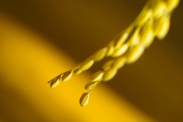 포토 JPG 스튜디오촬영 식물 음식 곡류 사람없음 농작물 농사 벼 쌀 시골 이삭 나락 국내포토 농업 실내 파일형식