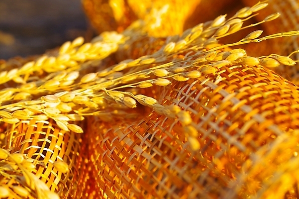 포토 JPG 스튜디오촬영 식물 음식 곡류 사람없음 농작물 바구니 농사 벼 쌀 시골 이삭 추분 나락 국내포토 농업 실내 절기 파일형식