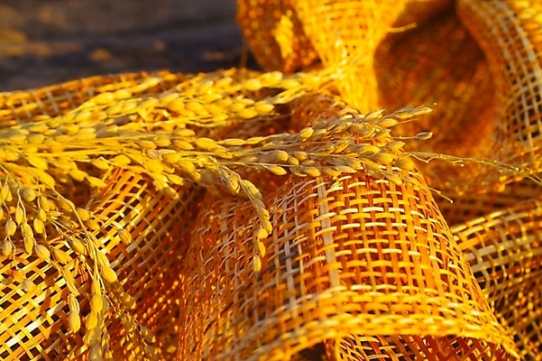 포토 JPG 스튜디오촬영 식물 음식 곡류 사람없음 농작물 바구니 농사 벼 쌀 시골 이삭 추분 나락 국내포토 농업 실내 절기 파일형식