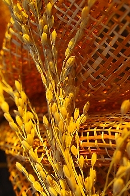 포토 JPG 스튜디오촬영 식물 음식 곡류 사람없음 농작물 바구니 농사 벼 쌀 시골 이삭 추분 나락 국내포토 농업 실내 절기 파일형식