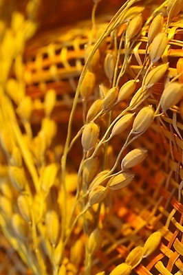 포토 JPG 스튜디오촬영 식물 음식 곡류 사람없음 농작물 바구니 농사 벼 쌀 시골 이삭 추분 나락 국내포토 농업 실내 절기 파일형식