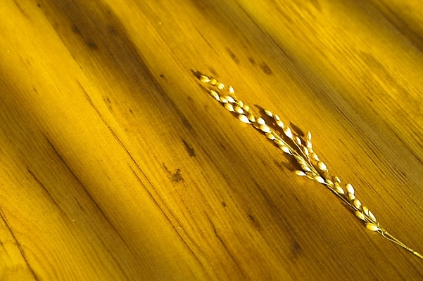 포토 JPG 주간 나무 식물 자연 곡류 사람없음 농사 벼 쌀 시골 마루 이삭 나락 국내포토 자연요소 농업 바닥 생태계 파일형식