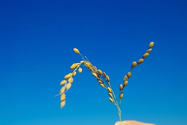 포토 JPG 주간 식물 하늘 곡류 사람없음 야외 농사 벼 쌀 시골 이삭 나락 국내포토 자연요소 농업 파일형식