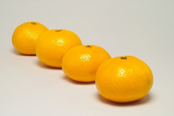 포토 농업 과일 제철 파일형식 오렌지 식물 귤 농작물 사람없음 JPG 제철과일 국내포토