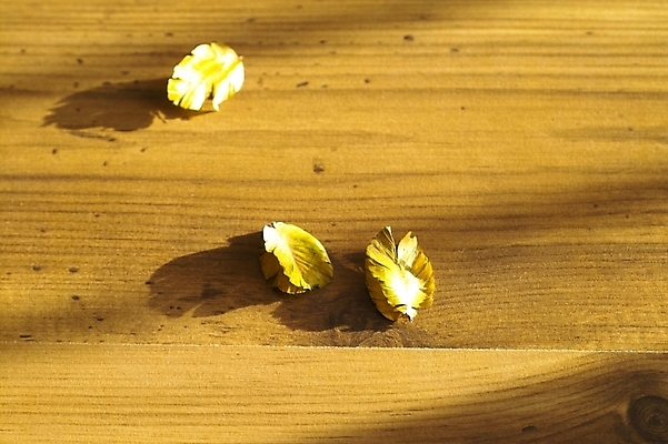 포토 JPG 스튜디오촬영 식물 낙엽 잎 자연 나뭇잎 바닥 사람없음 목재 마루 방바닥 국내포토 나무 재료 실내 생태계 파일형식