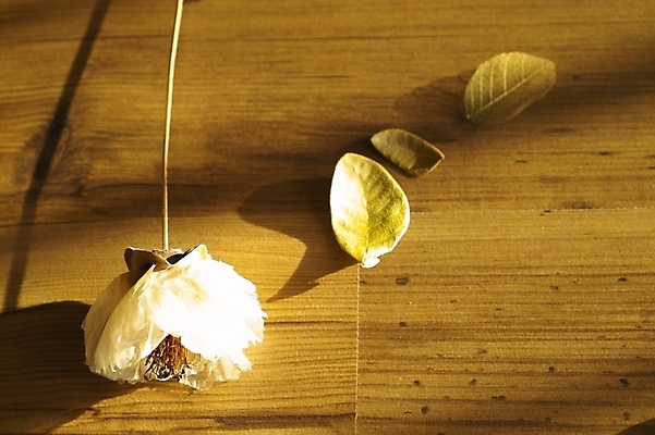 포토 JPG 식물 꽃 낙엽 잎 자연 나뭇잎 바닥 사람없음 목재 흰색 마루 방바닥 국내포토 나무 컬러 재료 생태계 파일형식