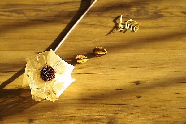 포토 JPG 식물 꽃 낙엽 잎 자연 나뭇잎 바닥 사람없음 목재 흰색 마루 방바닥 국내포토 나무 컬러 재료 생태계 파일형식