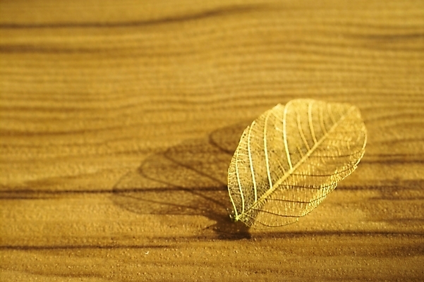 포토 JPG 스튜디오촬영 식물 낙엽 잎 자연 나뭇잎 바닥 사람없음 목재 마루 방바닥 국내포토 나무 재료 실내 생태계 파일형식