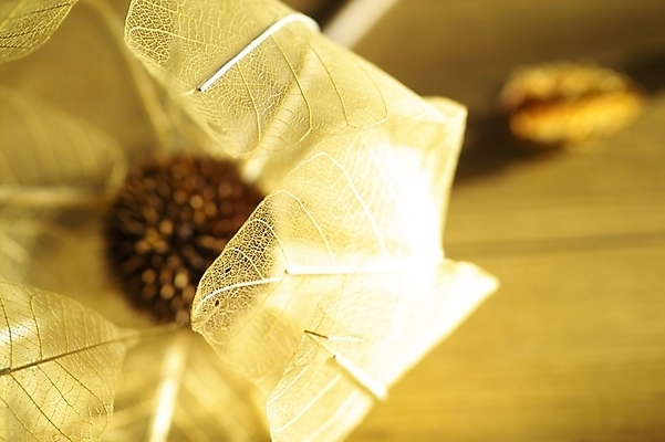 포토 JPG 식물 꽃 낙엽 자연 나뭇잎 바닥 사람없음 목재 가을 흰색 마루 방바닥 국내포토 나무 계절 컬러 잎 재료 생태계 파일형식