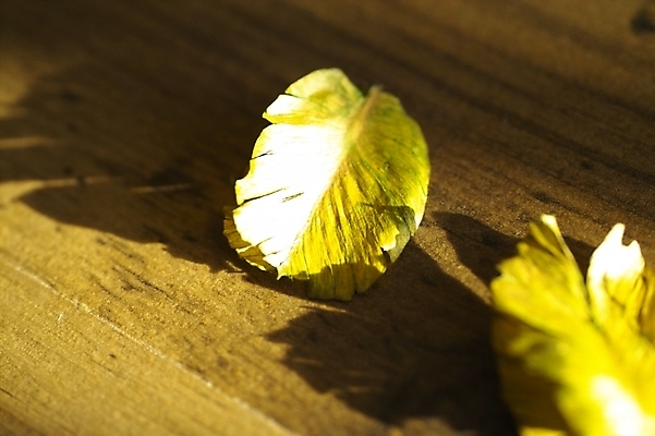 포토 JPG 스튜디오촬영 식물 낙엽 잎 자연 나뭇잎 바닥 사람없음 목재 마루 방바닥 국내포토 나무 재료 실내 생태계 파일형식