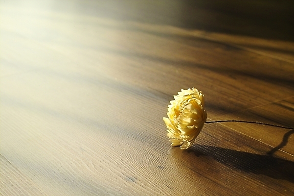 포토 JPG 식물 꽃 자연 바닥 그림자 사람없음 목재 흰색 마루 방바닥 국내포토 나무 컬러 재료 생태계 파일형식