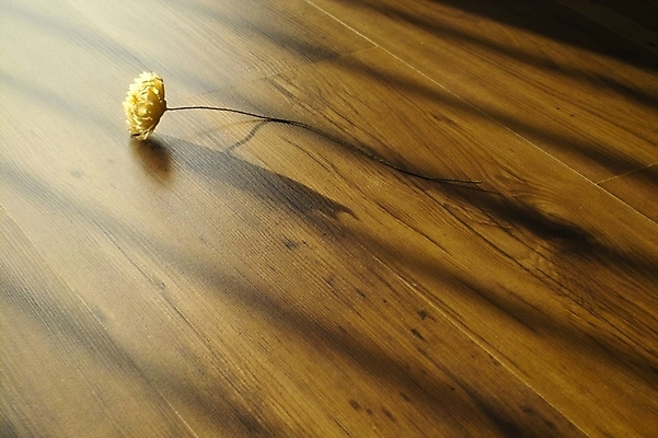 포토 JPG 식물 꽃 자연 바닥 그림자 사람없음 목재 흰색 마루 방바닥 국내포토 나무 컬러 재료 생태계 파일형식