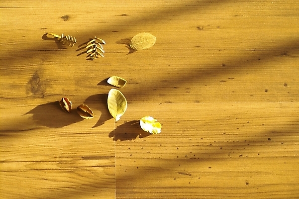 포토 JPG 스튜디오촬영 식물 낙엽 잎 자연 나뭇잎 바닥 사람없음 목재 마루 방바닥 국내포토 나무 재료 실내 생태계 파일형식