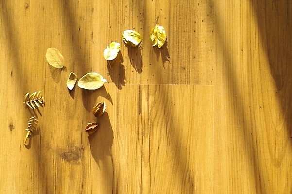 포토 JPG 스튜디오촬영 식물 낙엽 잎 자연 나뭇잎 바닥 사람없음 목재 마루 방바닥 국내포토 나무 재료 실내 생태계 파일형식