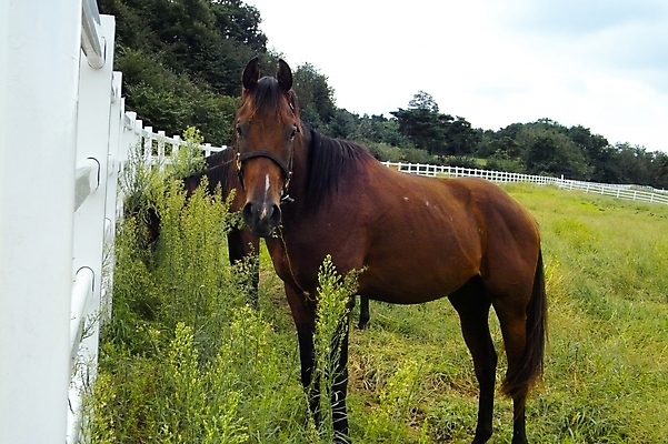 포토 JPG 주간 나무 식물 동물 척추동물 육지동물 두마리 포유류 하늘 초원 사람없음 야외 울타리 가축 목장 말_동물 풀 축산업 국내포토 자연요소 산업 2 담장 파일형식