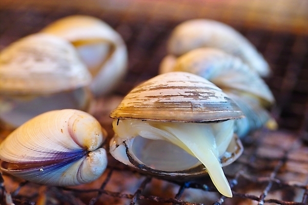 포토 JPG 음식 식재료 조개 어패류 사람없음 구이 해산물 조개구이 국내포토 동물 파일형식