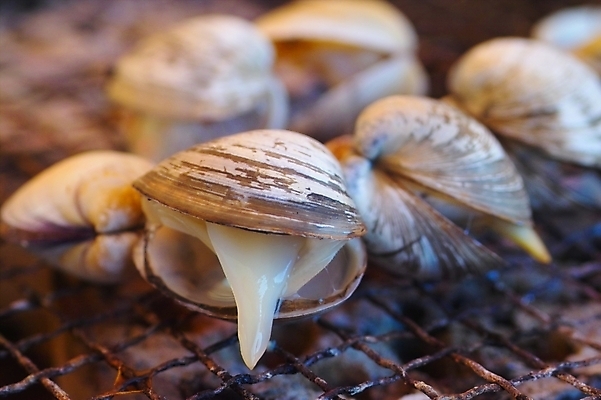 포토 JPG 음식 식재료 조개 어패류 사람없음 구이 해산물 조개구이 국내포토 동물 파일형식