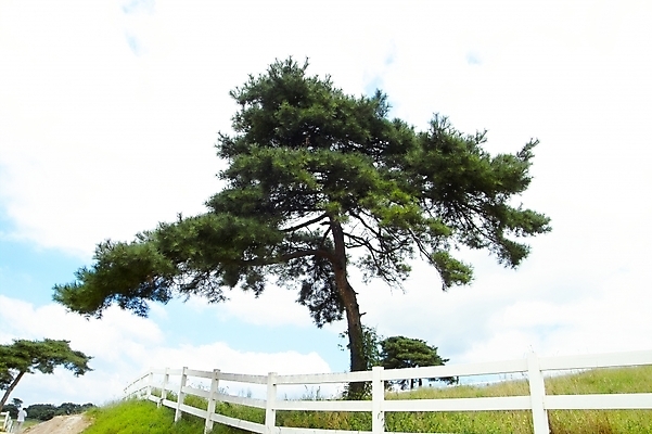 포토 JPG 주간 나무 식물 구름 웰빙 백그라운드 자연 하늘 풍경 초원 사람없음 야외 울타리 목장 소나무 자연주의 국내포토 자연요소 담장 생태계 파일형식