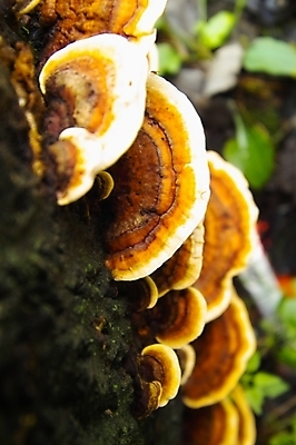 포토 JPG 식물 웰빙 음식 백그라운드 사람없음 버섯 약재 유기농 영지 영지버섯 국내포토 약 파일형식