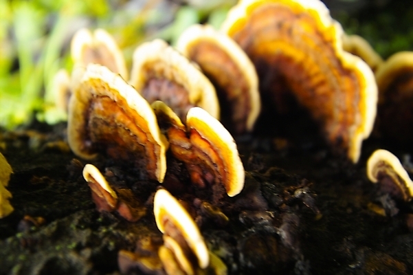 포토 JPG 식물 웰빙 음식 백그라운드 사람없음 버섯 약재 유기농 영지 영지버섯 국내포토 약 파일형식