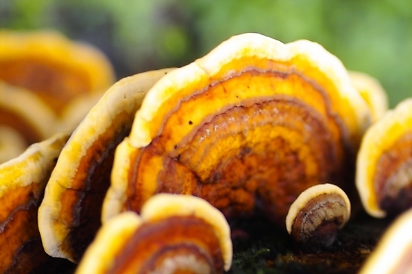 포토 JPG 식물 웰빙 음식 백그라운드 사람없음 버섯 약재 유기농 영지 영지버섯 국내포토 약 파일형식