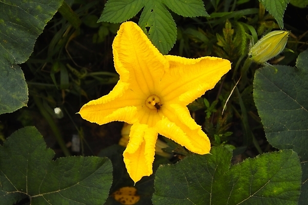 포토 JPG 주간 식물 꽃 잎 한송이 여름꽃 자연 사람없음 야외 노란색 호박꽃 호박잎 국내포토 자연요소 1 컬러 생태계 송이 파일형식 여름_계절