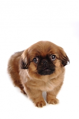 포토 JPG 스튜디오촬영 동물 척추동물 한마리 육지동물 반려견 포유류 사람없음 반려동물 개 강아지 페키니즈 반려 국내포토 1 실내 파일형식