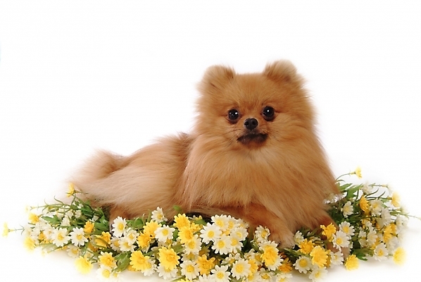 포토 JPG 스튜디오촬영 식물 동물 척추동물 한마리 육지동물 꽃 반려견 포유류 사람없음 반려동물 개 강아지 반려 포메라니안 국내포토 1 실내 파일형식