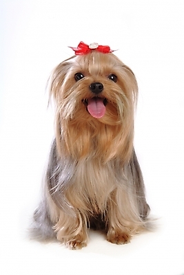 포토 JPG 스튜디오촬영 동물 척추동물 한마리 육지동물 리본 반려견 장신구 포유류 사람없음 장식 반려동물 개 강아지 머리핀 요크셔테리어 애견용품 반려 국내포토 반려용품 1 실내 테리어 오브젝트 파일형식