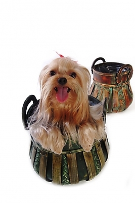 포토 JPG 스튜디오촬영 동물 척추동물 한마리 육지동물 반려견 포유류 사람없음 반려동물 바구니 개 강아지 요크셔테리어 반려 국내포토 1 실내 테리어 파일형식