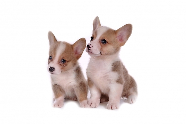 포토 JPG 스튜디오촬영 동물 척추동물 육지동물 반려견 두마리 포유류 사람없음 반려동물 개 강아지 반려 웰시코기 국내포토 2 실내 파일형식