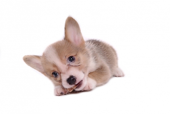 포토 JPG 스튜디오촬영 동물 척추동물 한마리 육지동물 반려견 포유류 사람없음 반려동물 개 강아지 반려 웰시코기 국내포토 1 실내 파일형식