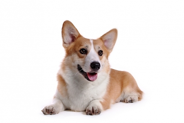 포토 JPG 스튜디오촬영 동물 척추동물 한마리 육지동물 반려견 포유류 사람없음 반려동물 개 강아지 반려 웰시코기 국내포토 1 실내 파일형식