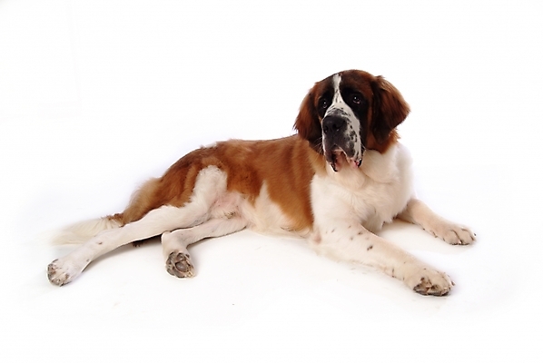 포토 JPG 스튜디오촬영 동물 척추동물 한마리 육지동물 반려견 포유류 사람없음 반려동물 개 강아지 세인트버나드 반려 국내포토 1 실내 파일형식